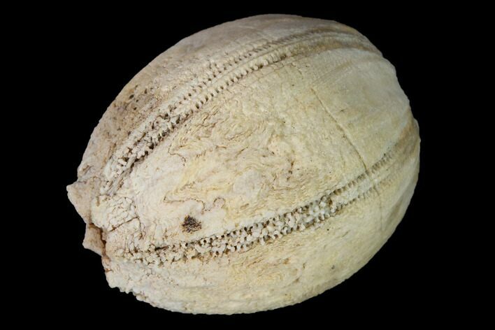 Blastoid (Nucleocrinus) Fossil - Ohio #155911